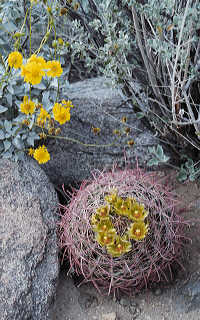 Barrel cactus, Anza Borrego desert