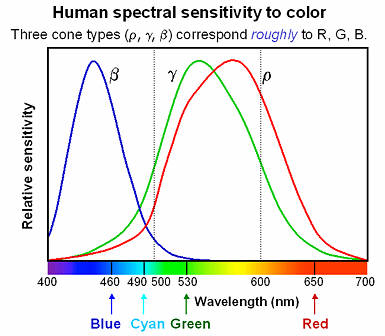 Human_spectral_sensitivity_small.jpg