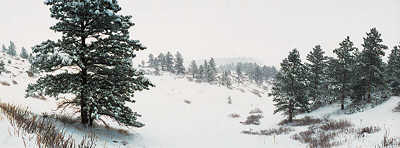 Mesa trail snowstorm, south of Boulder