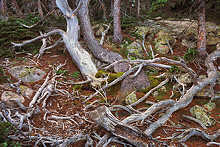 Tree trunks, Indian Peaks Wilderness