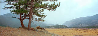 Moraine Park twin pines, Rocky Mountain National Park