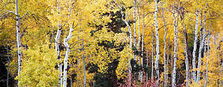 Aspens near Route 26, east of Moran Junction, October 2002