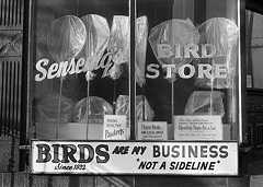 Bird store, Reading, PA 1973
