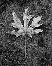 Maple leaf 2, California, 1982