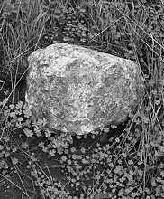 Rock-sorrel-grass, California, 1978