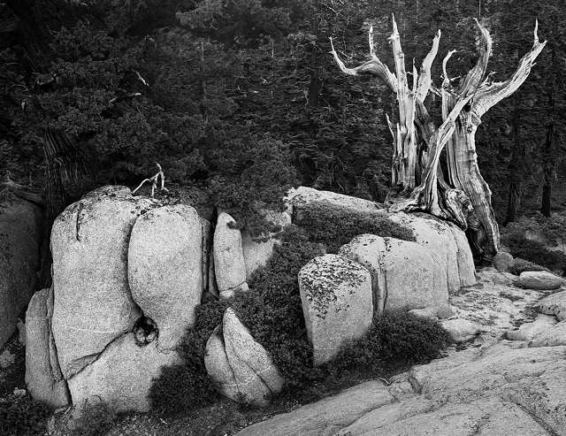 Emigrant basin rock/juniper: full image reduced to 640 horiz. pixels.