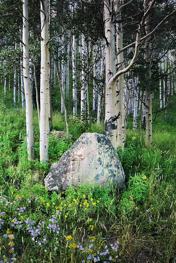 Aspen_rock_flowers_P1010759-mod2-1024H