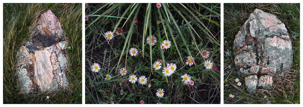 daisies_spiky_tryptich-1600W