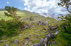 Arapahoe glacier trail bristlecones-- click for large image.