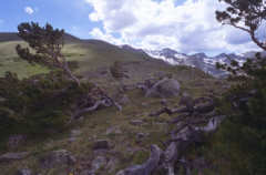 Arapahoe glacier trail bristlecones: as scanned