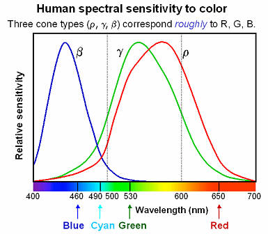 Spectral sensitivity of the human eye