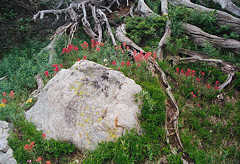 Indian Peaks Wilderness, Colorado