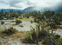 Anza Borrego State Park, California