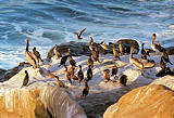 La Jolla birds; Color before 1999