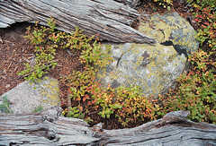 Ground cover, Arapahoe Glacier trail