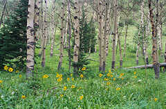 Summer Aspens near Vail