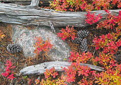 Autumn ground cover, Rocky mountains