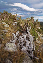 Weathered bristlecones and lenticular