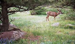 Deer, Homestead trail