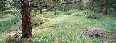 Deer, Homestead trail south of Boulder, May