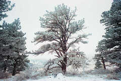 Icy tree, Homestead trail