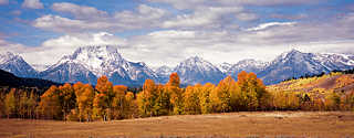 Aspen grove near Oxbow Bend, October 2002