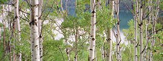 Aspens above Phelps Lake, Grand Tetons