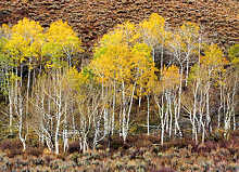 Aspens and chapparral, west of Yellowstone
