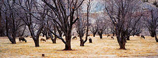 Deer, Capitol Reef National Park