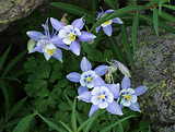 Columbines; Images 2003