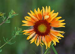 Gaillardia aristata, Homestead trail