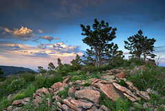 Pines, Switzerland trail-- taken with the EOS-10D