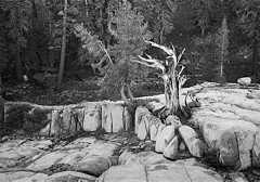 Juniper, Emigrant Basin, CA 1974