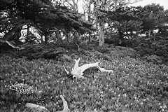 Point Lobos garden 1972