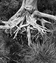 Root, Blue Hills, Massachusetts, 1969