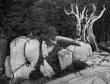 Rock and Juniper, Emigrant Basin, California, 1978