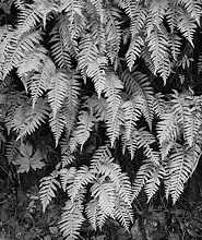 Ferns, California, 1978