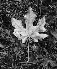 Maple leaf 1, California, 1982