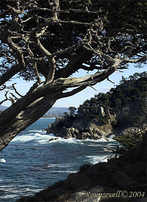 Point Lobos (c) Beth Rounsevell. Click for full-sized image from Beth's site.